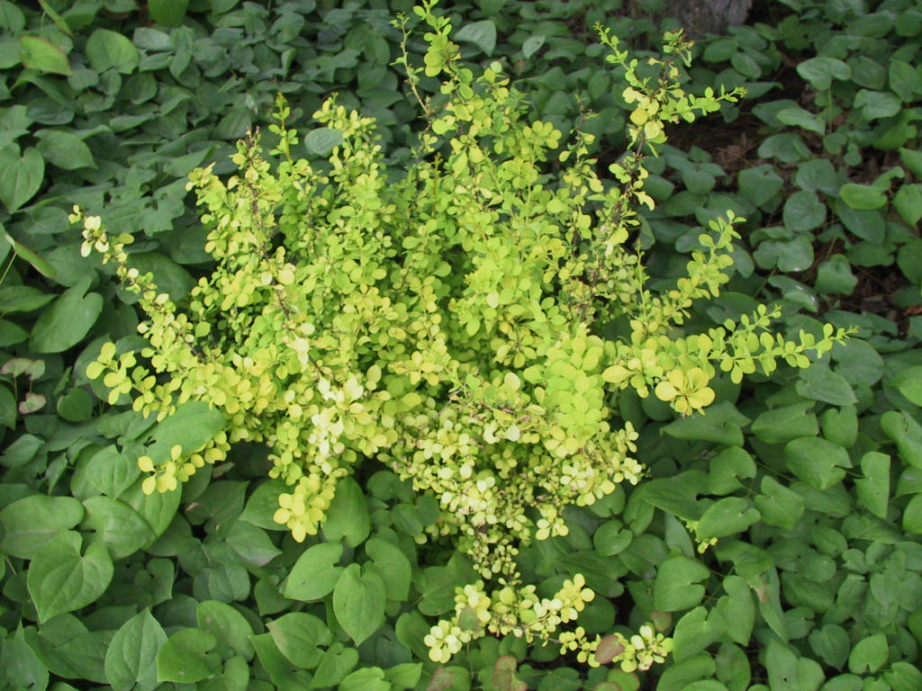 Berberis thunbergii Aurea.jpg